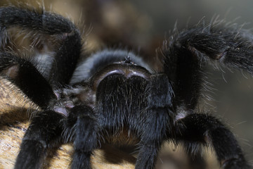 Vogelspinne - Grammostola Pulchra 1