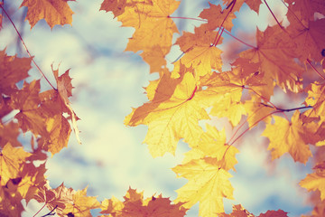 Naklejka na ściany i meble Yellow maple autumn leaves
