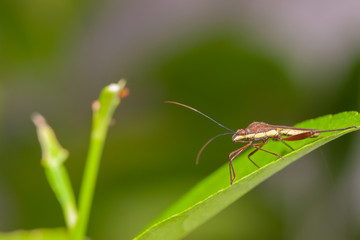 insect