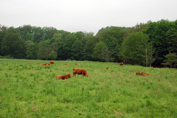 Naklejka na ściany i meble Cows in a field
