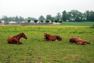Naklejka premium Horses in a field