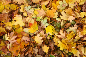 Autumn leaves details