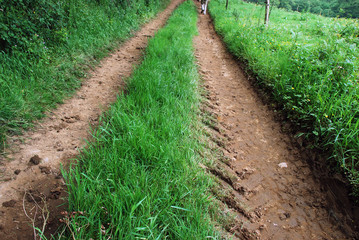 Tractor path in countryside
