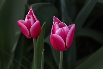Tulips in a garden