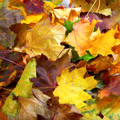 Naklejka na ściany i meble Autumn dry maple leafs