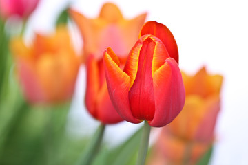 Fototapeta premium Orange tulips in a garden