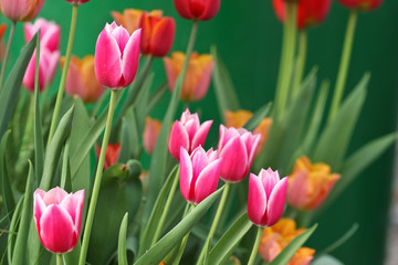 Tulips in a garden