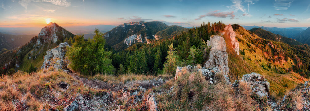 Green forest in mountain panorama