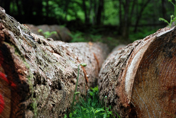 Wooden background