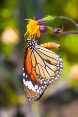 Flowers and butterflies