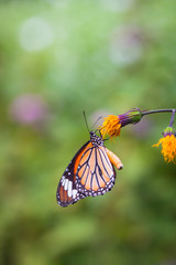 Flowers and butterflies