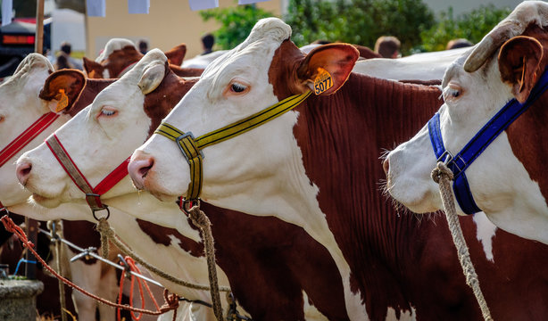 concours pour vaches Montb&eacute;liardes