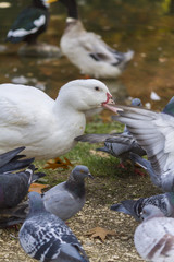pigeon on lake
