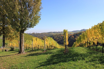 Weingarten Sernauberg 2015 29