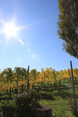 Fototapeta premium Weingarten Sernauberg 2015 28