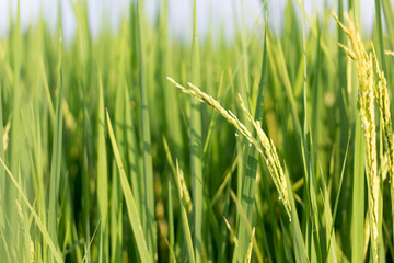 Rice plant