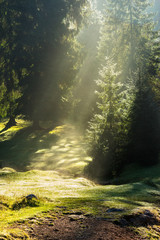 Fototapeta premium early sun rays make fog from dew on a meadow in conifer forest on cold autumn morning