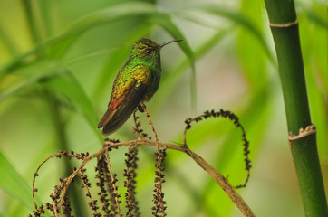 Koliber w Kostaryce