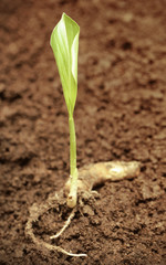 Turmeric seedling