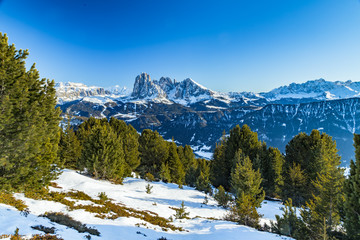 panorama of the Dolomites with snow-capped peaks and conifers