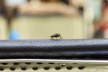 Fly on the sofa