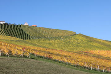 Fototapeta premium Weingarten Sernauberg 2015 5