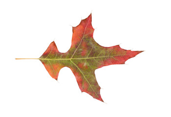 fading autumn leaf on white background