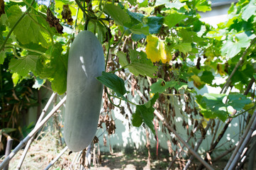 winter melon