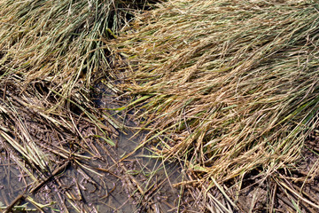 Rice plant