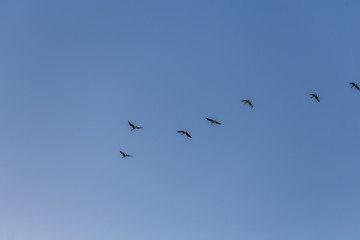 Zugvögel