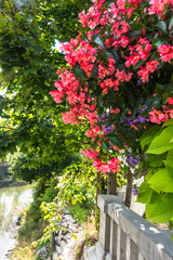 Fototapeta na wymiar large hanging basket of pink begonias on bridge overlooking river 