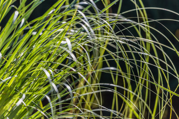 gras