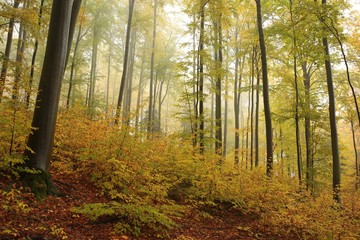 Obraz premium Autumn beech forest in foggy weather