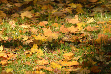 autumnal background