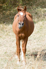 Fototapeta premium a horse in a pasture in nature