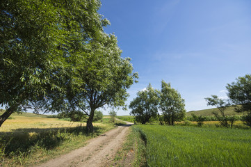 Fototapeta na wymiar Ground road in a rural landscape