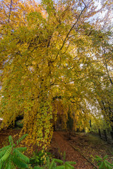 Herbstlicher Park