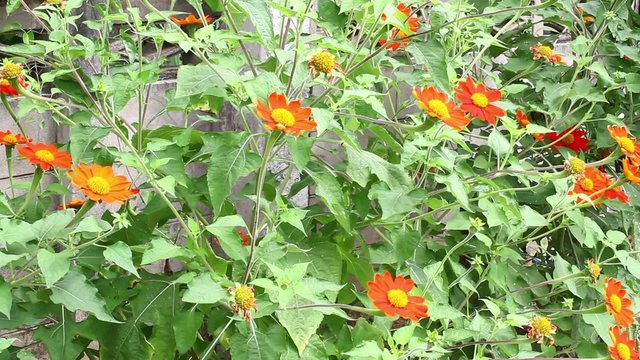 orange Mexican sunflower (Tithonia rotundifolia) in front house wall.