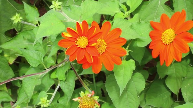 orange Mexican sunflower (Tithonia rotundifolia) in front house wall.