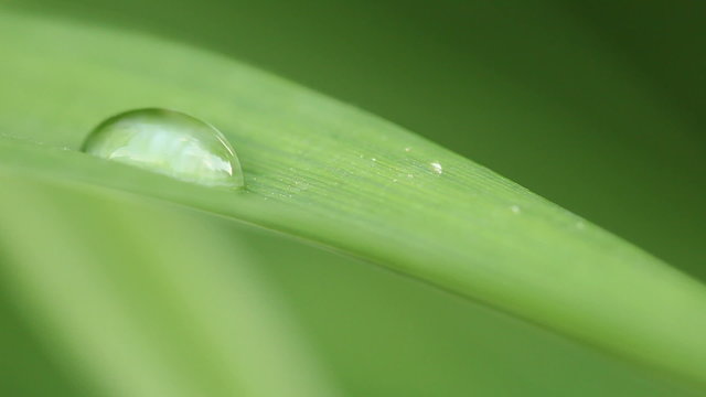 Close up of a waterdrop on a leaf - environment or ecology concept