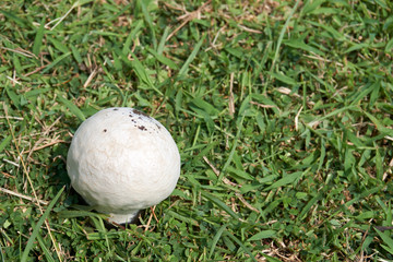 Mushroom germinate on ground with grass