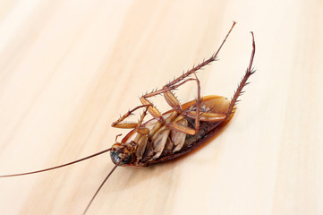 Dead cockroaches on wooden table