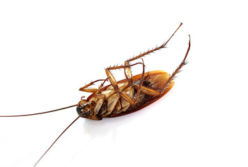 Dead cockroach isolated on a white background.