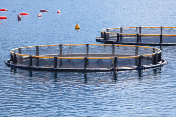 Fish farm in the Bay of Kotor