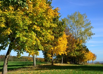 Naklejka premium Herbstbäume mit unterschiedlicher Laubfärbung