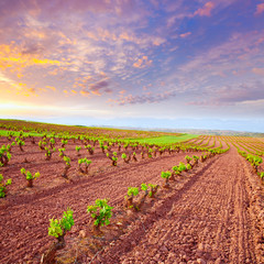 La Rioja vineyard fields in The Way of Saint James