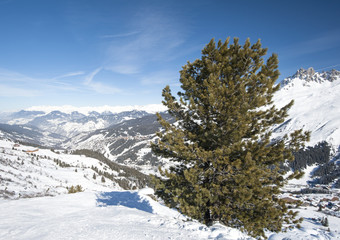 Panoramic view over a snowy slope with pine tree