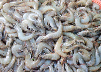 Fresh shrimp
