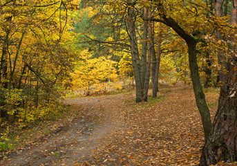 Autumn misty forest in Poland.Horizontal.