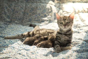 Cute American shorthair cat feeding her kittens